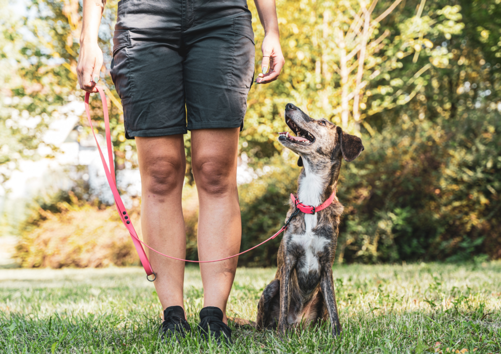The 5 Most Common Dog Training Mistakes (and What to Do Instead)