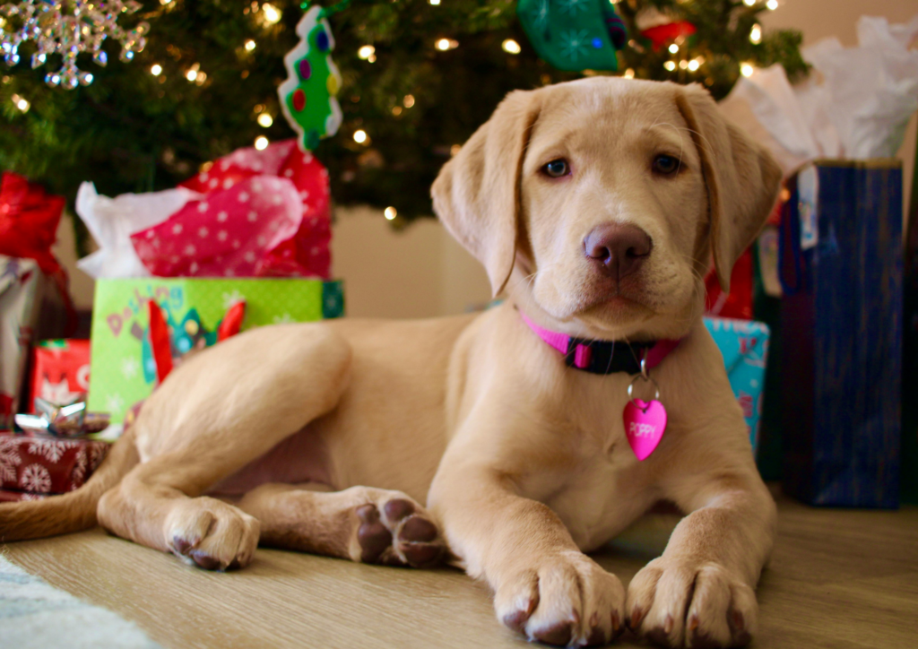 Thinking of Getting a Puppy This Christmas? What You Need to Know – News Hub 4 Thinking of Getting a Puppy This Christmas? What You Need to Know – News Hub